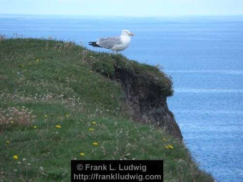 Around Downpatrick Head